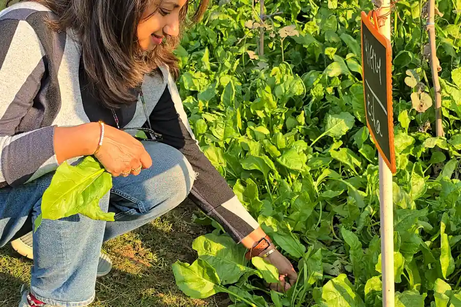 Harvesting greens from the beds
