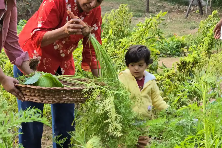 Cutting greens together at the edge of a bed